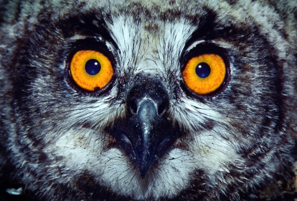 הגלריה לצילום בחוצות היוצר